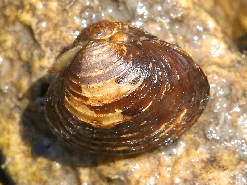 Asian Clam