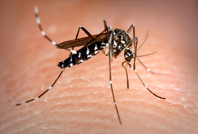 Asian Tiger Mosquito