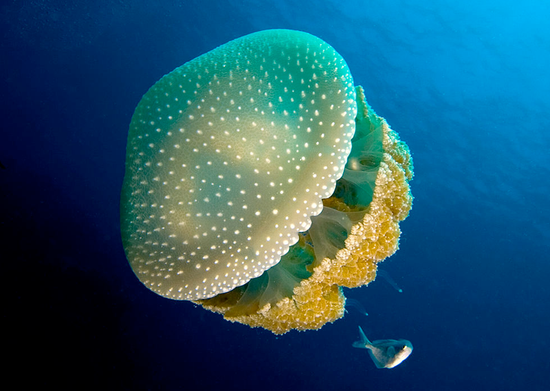 Australian Spotted Jellyfish