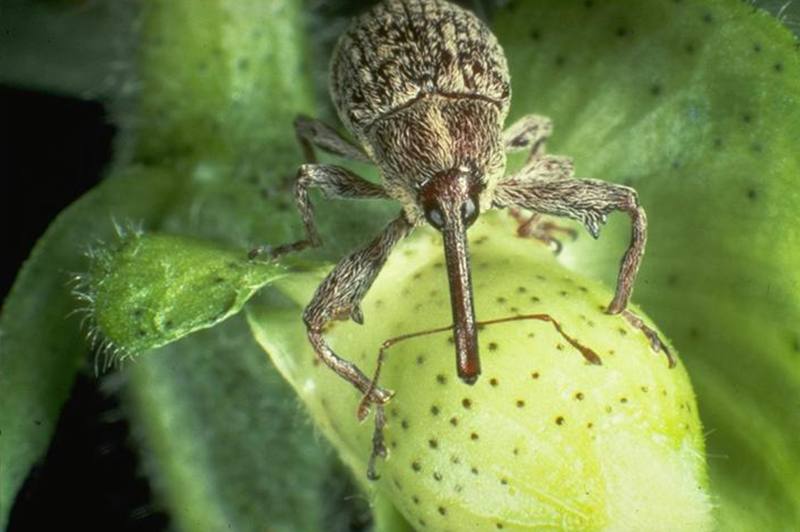 Boll Weevil