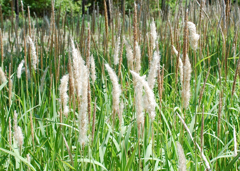 Cogon Grass