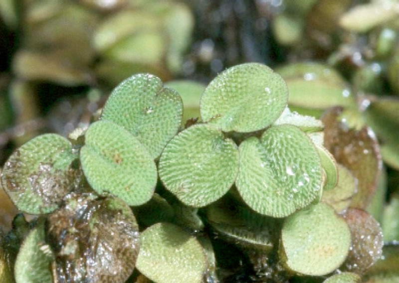 alligator weed invasive species