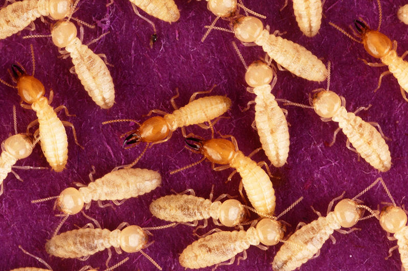 Formosan Termite