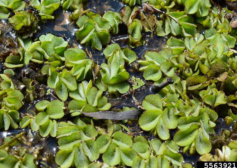 Alligator Weed