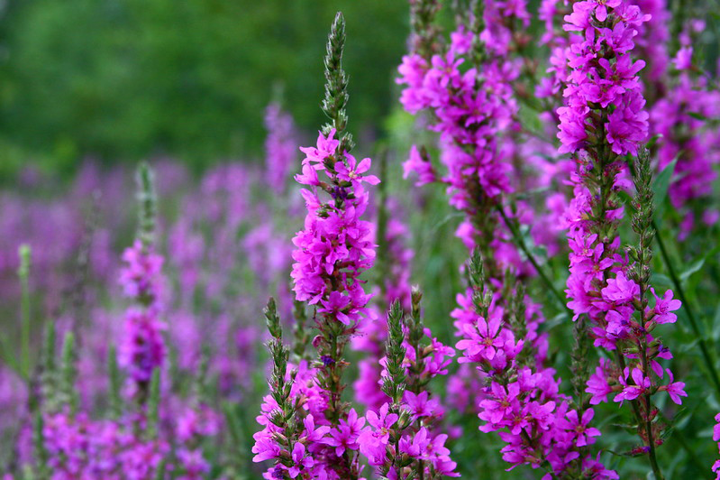 Purple Loosestrife