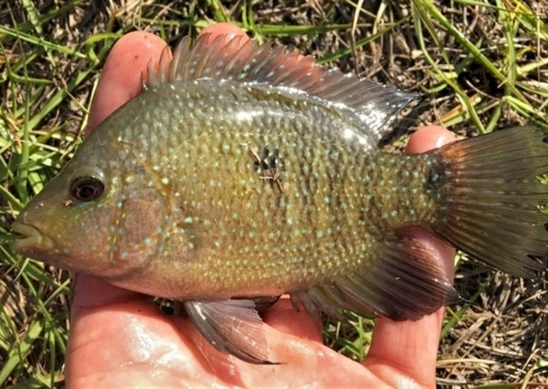 Rio Grande Cichlid