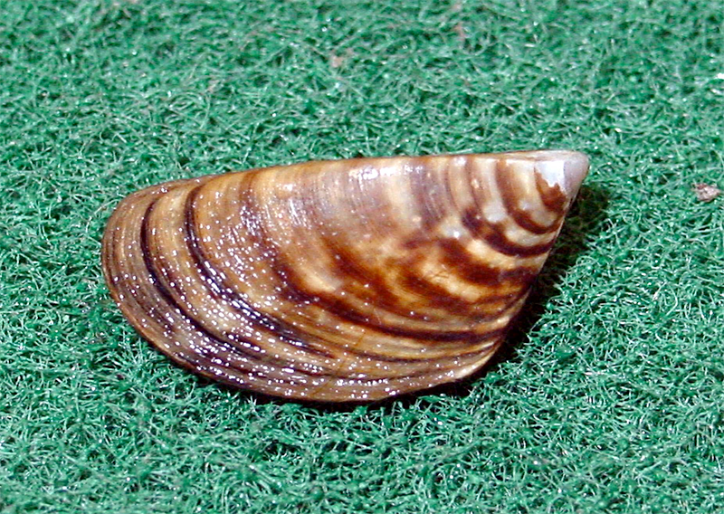 Zebra Mussel