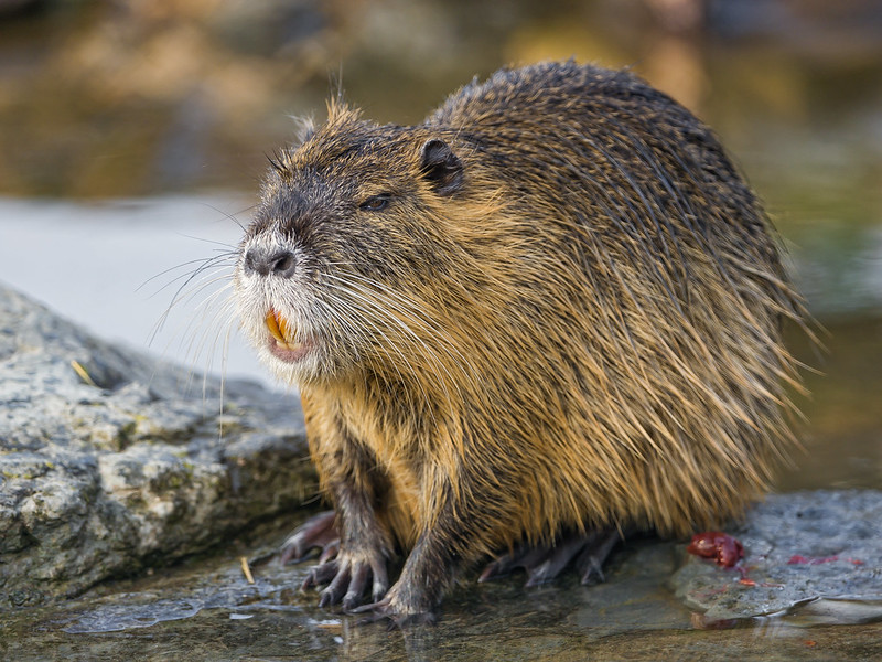 Nutria